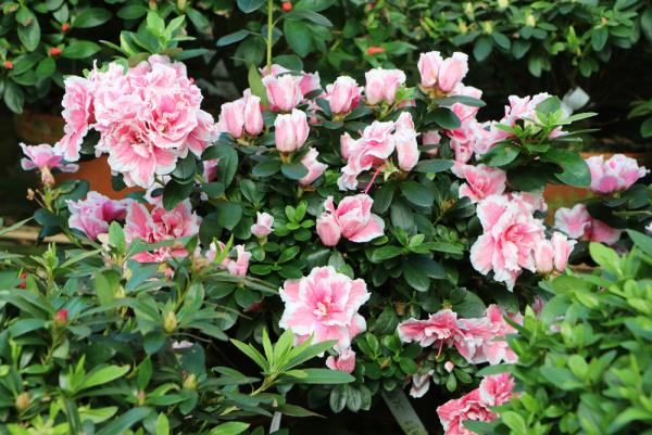 Azalea στον κήπο ενδιαφέροντα χρωματιστά λουλούδια μεγάλα βλέμματα πολύ χρώμα γονιμοποιούν από τον Μάρτιο έως τον Σεπτέμβριο