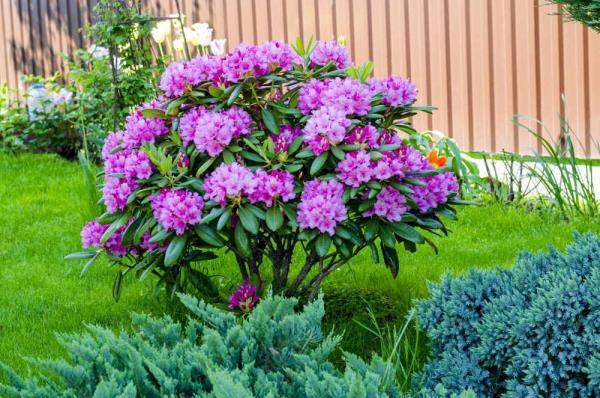 Azalea στον κήπο δεν είναι πολύ ψηλό θάμνο μοβ λουλούδια πολύ ελκυστικό σε ένα ελαφρώς μερικώς σκιασμένο μέρος