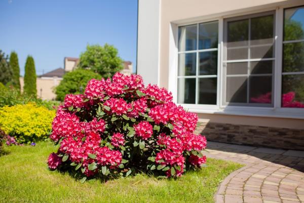 Azalea στον κήπο όμορφο σχήμα θάμνος δεν εκθέτουν σκούρα κόκκινα λουλούδια απευθείας στον αναμμένο ήλιο