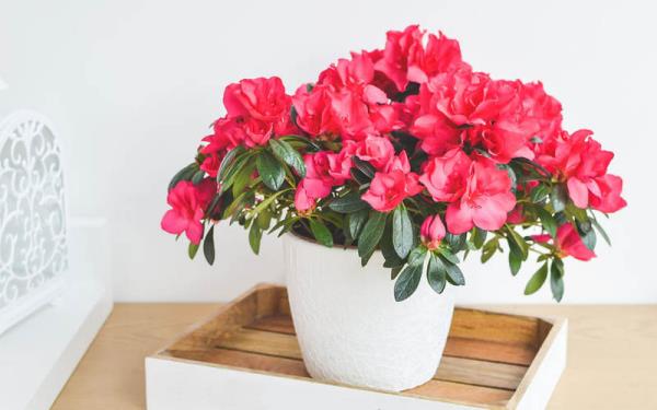 Azalea σε μια κατσαρόλα κόκκινο αίμα λουλούδια όμορφη εμφάνιση στην Κίνα σύμβολο της θηλυκότητας
