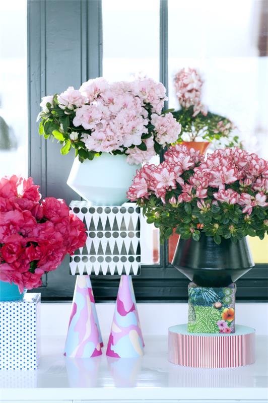 Azalea σε γλάστρα αζαλέες δωματίου διάφορα χρώματα λουλουδιών ενδιαφέρουσα διάταξη ωραία διακόσμηση δωματίου