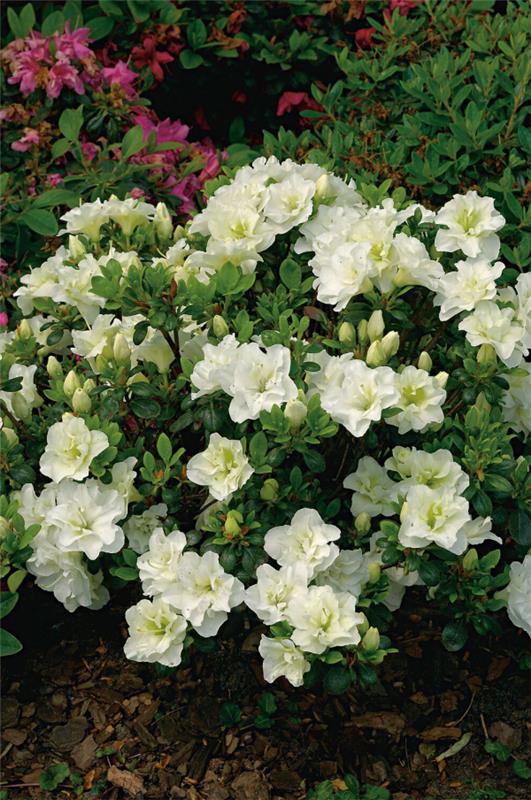 Μικρός θάμνος Azalea στον κήπο όμορφα λευκά λουλούδια πολύ ελκυστικά
