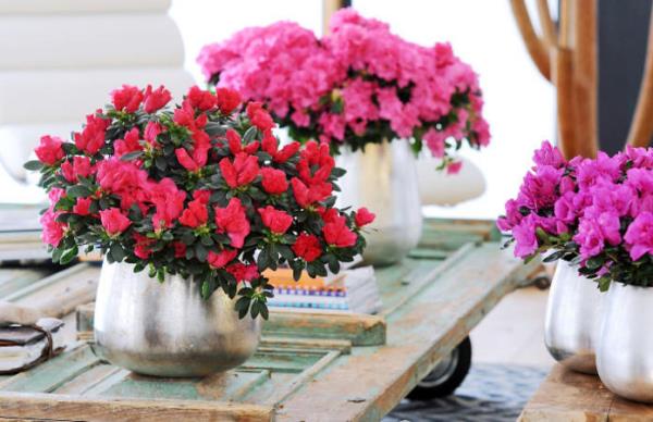 Azalea όμορφα διακοσμητικά φυτά διαφορετικά λουλούδια χρώματα μια θάλασσα από λουλούδια στο σπίτι