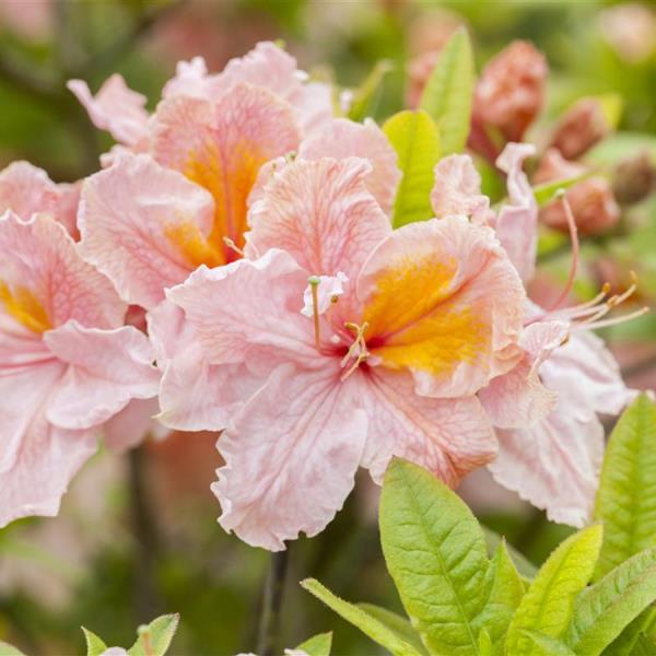 Azalea όμορφο σολομό ροζ λουλούδια εντυπωσιακό μαγνήτη για τα μάτια