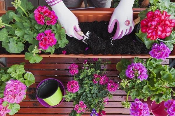 Κηπουρική διαφορετικών ανοιξιάτικων και καλοκαιρινών λουλουδιών κιβωτίων λουλουδιών και εργαλείων κηπουρικής αγγειοπλαστικών μοντέλων