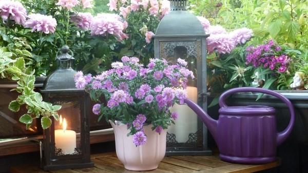 Φυτέψτε το μπαλκόνι με υπέροχα μοβ φυτά