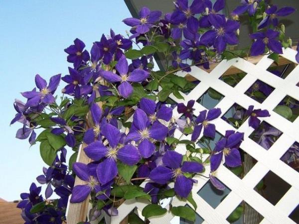 Φυτά μπαλκονιού για τεμπέληδες μοβ λουλούδια clematis υπέροχα που τραβούν τα βλέμματα στο μπαλκόνι ή στον κήπο