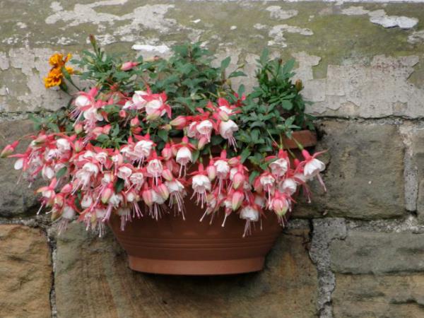 Φυτά μπαλκονιού για τεμπέληδες φούξια όμορφα ροζ λουλούδια σε κουτί λουλουδιών σε πέτρινο τοίχο