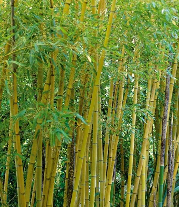 Phyllostachys aurea