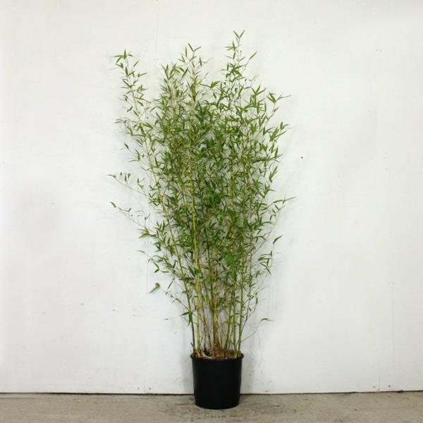 Φυτό εσωτερικού χώρου από μπαμπού Phyllostachys aurea bamboo care