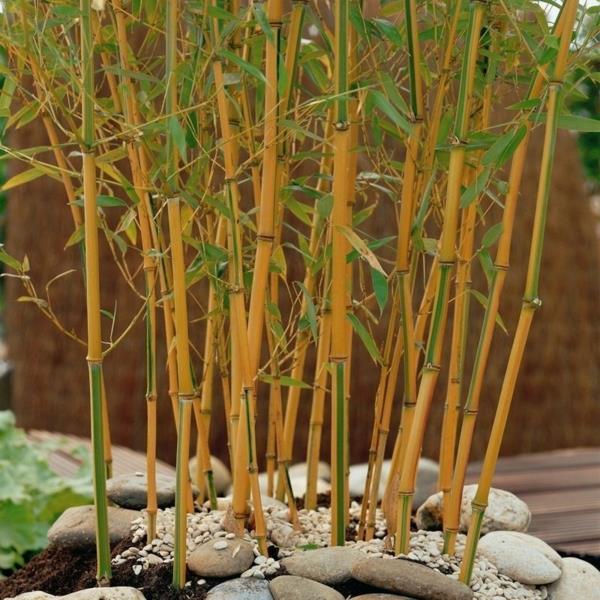 Φυτό εσωτερικού χώρου από μπαμπού Phyllostachys aurea Φροντίδα για είδη μπαμπού