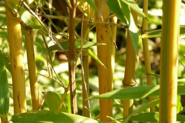 Μπαμπού φυτό εσωτερικού χώρου Phyllostachys aurea Είδη μπαμπού