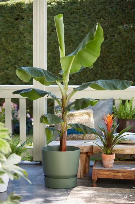 Φροντίδα φυτών μπανάνας και ασήμαντα πράγματα - έτσι μπορείτε να φέρετε τον εξωτισμό στις ιδέες των φυτών βεράντας του μπαλκονιού του σπιτιού σας
