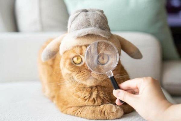 Tinkering με τρίχες γάτας DIY έργα με ζωικά μαλλιά Οικιακή γάτα