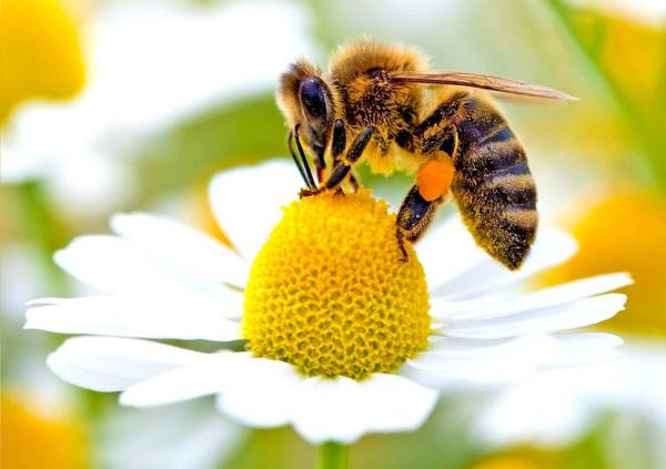 Bee Home Αυτά τα DIY σπίτια που μοιάζουν με Ikea θα μπορούσαν να βοηθήσουν στην αποθήκευση των μελισσών σε μοναχικά σπίτια μελισσών για την προστασία του περιβάλλοντος