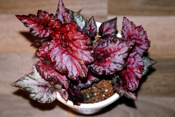 Begonia rex φωτεινά χρώματα