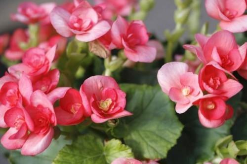 Begonia μικρά ροζ-κόκκινα λουλούδια ανθεκτικά στην ξηρασία φυτά σπιτιού