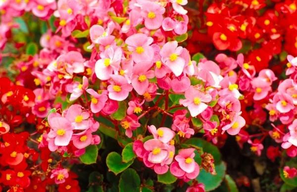 Begonias στον κήπο Ποικιλία από ευαίσθητα χρώματα μια απόλαυση για τα μάτια