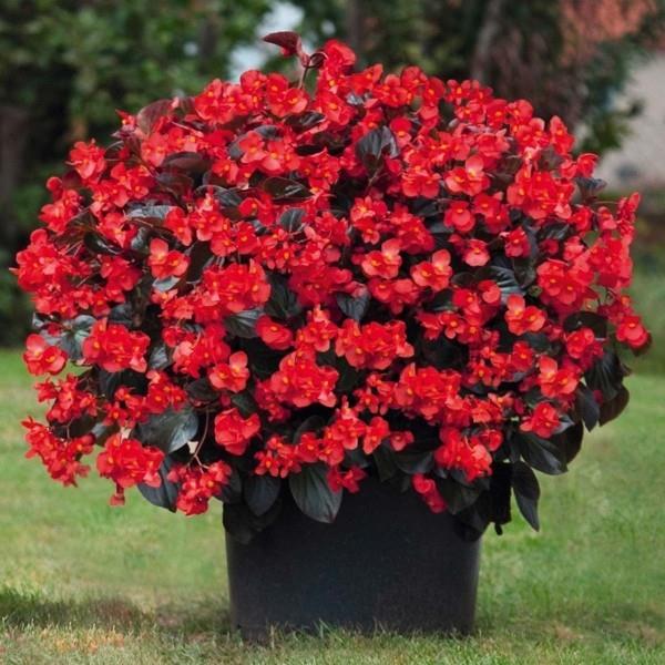 Begonia κόκκινα λουλούδια σε γλάστρα ύψους 45 έως 60 cm