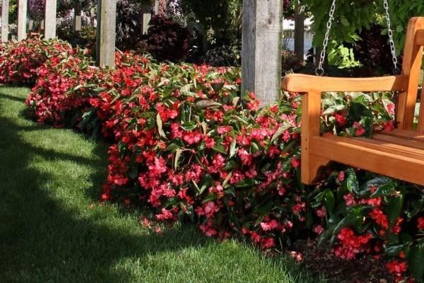 Begonias πολλά λουλούδια κόκκινα και ροζ στην όαση του κήπου κρεβάτι της ευημερίας