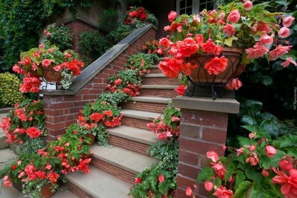 Begonias πολλά λουλούδια κόκκινα και ροζ πολλές γλάστρες μετατρέπουν τον κήπο σε μια όαση ευημερίας