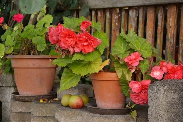 Τα ευαίσθητα λουλούδια Begonias στέκονται όλο το καλοκαίρι μέχρι τον πρώτο παγετό στα τέλη του φθινοπώρου
