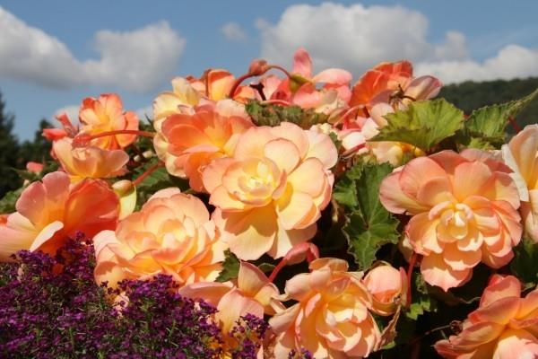 Begonias λεπτό πορτοκαλί όμορφα λουλούδια ξεχωρίζουν έξω