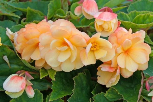 Begonias λεπτό πορτοκαλί όμορφα λουλούδια