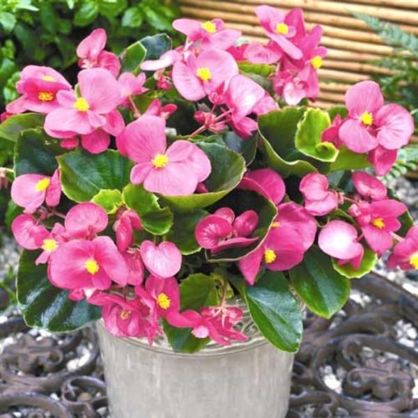 Begonias ευαίσθητο ροζ των λουλουδιών Ευχαρίστηση για τα μάτια Καλλιεργήστε φυτό σε ένα κουβά