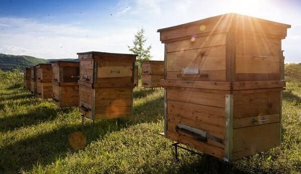 Κυψέλη μελίσσι χτίσει πεδίο μελισσών