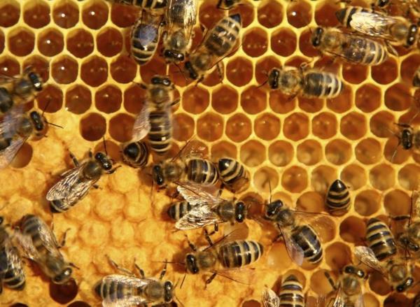 Οι μελισσοκόμοι χτίζουν μέλισσες