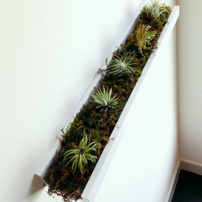 λωρίδες εικόνας diy ιδέες φυτά εσωτερικού χώρου παχύφυτα εύκολη φροντίδα