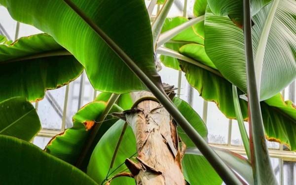 Biophilia Ο βιοφιλικός σχεδιασμός ευνοεί τις τάσεις ζωής 2020