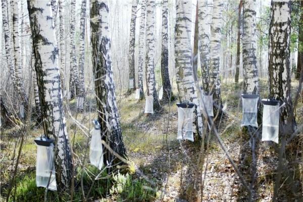 Σημύδα νερό κώνους σημύδα δέντρα δάσος άνοιξη σημύδα επίδραση χυμού