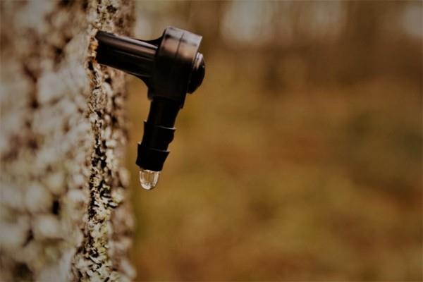 Νερό σημύδας βρύση νερό σημύδας πιείτε εφέ σημύδας σημύδας