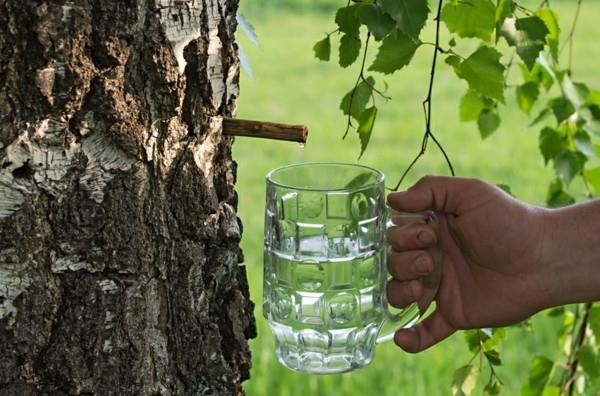 Το νερό σημύδας διανέμει μοντέρνο ποτό υγιεινό