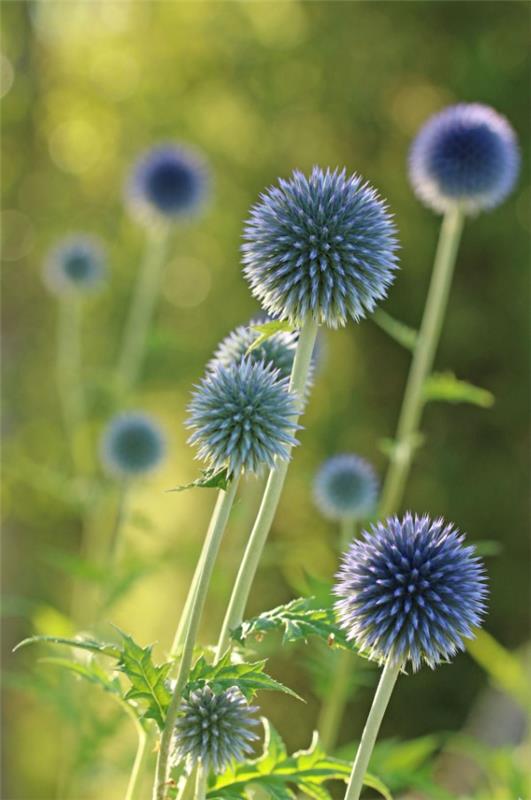Μπλε ανοιξιάτικα λουλούδια σε γλάστρες και στον κήπο - υπέροχα είδη και συμβουλές φροντίδας Echinops bannaticus σφαιρικό γαϊδουράγκαθο