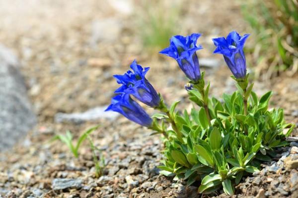Μπλε ανοιξιάτικα λουλούδια σε γλάστρες και στον κήπο - υπέροχα είδη και συμβουλές φροντίδας Gentians με μπλε χρώμα