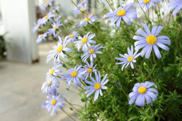 Μπλε ανοιξιάτικα λουλούδια σε γλάστρες και στον κήπο - υπέροχα είδη και συμβουλές φροντίδας Kapaster Felicia amelloides blue