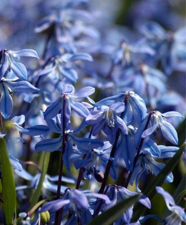 Μπλε ανοιξιάτικα λουλούδια σε γλάστρες και στον κήπο - υπέροχα είδη και συμβουλές φροντίδας Σιβηρική σγουριά, μπλε, όμορφα μικρή