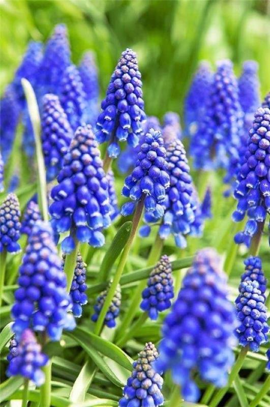 Μπλε ανοιξιάτικα λουλούδια σε γλάστρες και στον κήπο - υπέροχα είδη και συμβουλές φροντίδας Οι μπλε υάκινθοι σταφυλιών είναι όμορφοι