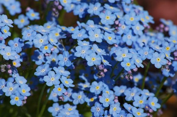 Μπλε ανοιξιάτικα λουλούδια σε γλάστρες και στον κήπο-υπέροχα είδη και συμβουλές φροντίδας Ξεχάστε με-όμορφα μπλε