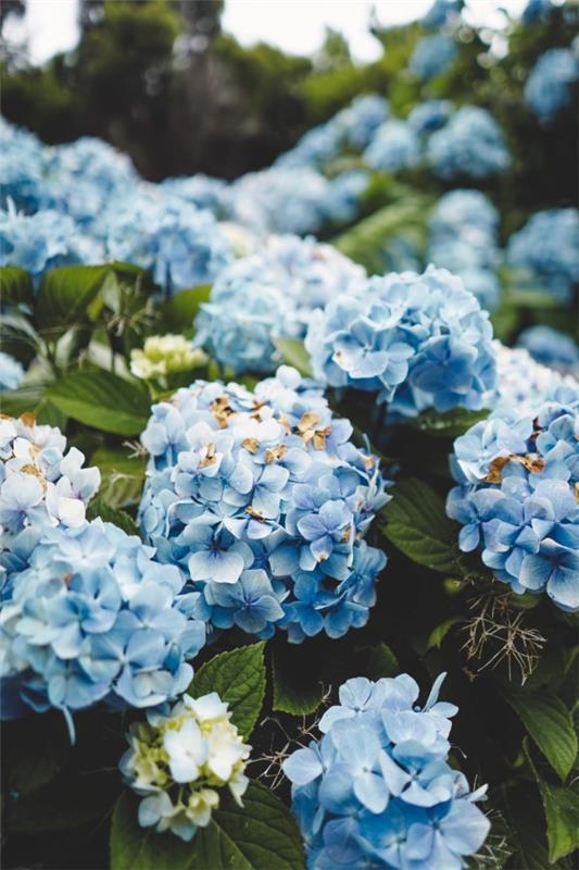 Μπλε ανοιξιάτικα λουλούδια στην κατσαρόλα και στον κήπο - υπέροχα είδη και συμβουλές φροντίδας για απαλές μπλε ορτανσίες