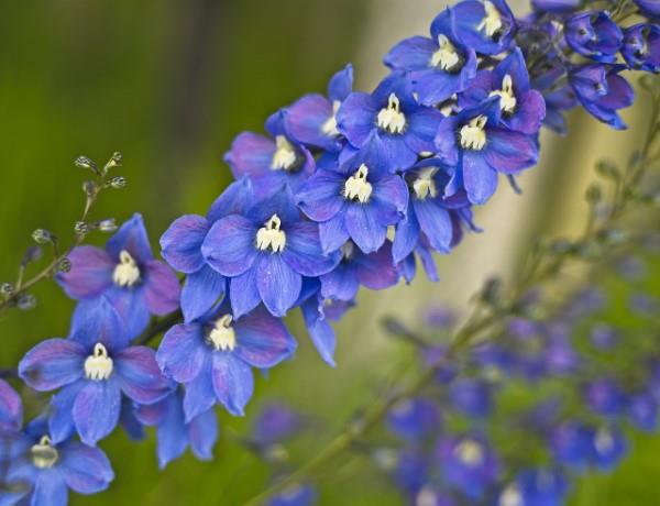Μπλε ανοιξιάτικα λουλούδια σε γλάστρες και στον κήπο - υπέροχα είδη και συμβουλές φροντίδας για το μπλε Delphinium delphinium