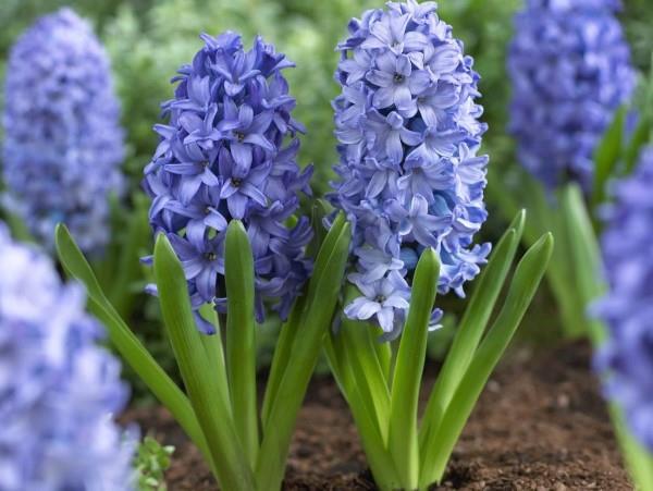 Μπλε ανοιξιάτικα λουλούδια σε γλάστρες και στον κήπο - υπέροχα είδη και συμβουλές φροντίδας για τους συνηθισμένους μπλε υάκινθους