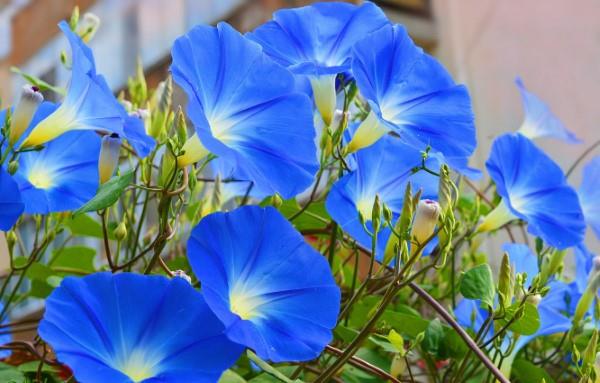 Μπλε ανοιξιάτικα λουλούδια σε γλάστρες και στον κήπο - υπέροχα είδη και συμβουλές φροντίδας γαλάζια πρωινή δόξα