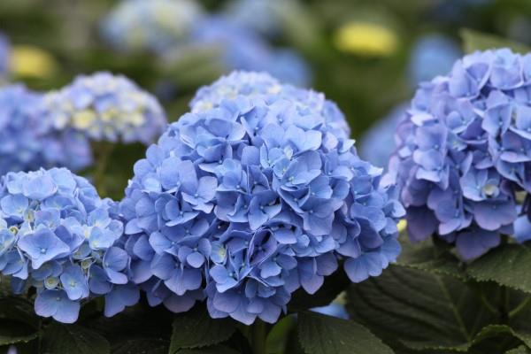 Μπλε ανοιξιάτικα λουλούδια σε γλάστρες και στον κήπο - υπέροχα είδη και συμβουλές φροντίδας οι ορτανσίες είναι όμορφα μπλε