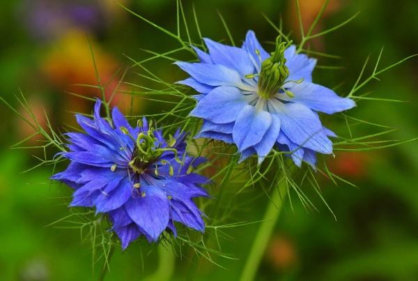 Μπλε ανοιξιάτικα λουλούδια σε γλάστρες και στον κήπο - υπέροχα είδη και συμβουλές φροντίδας jungfer στο πράσινο Nigella damascena μπλε