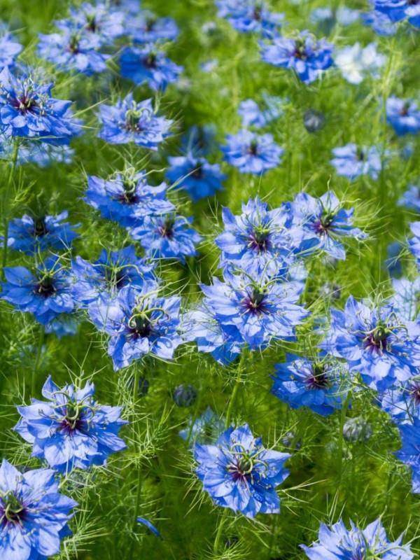 Μπλε ανοιξιάτικα λουλούδια σε γλάστρες και στον κήπο - υπέροχα είδη και συμβουλές φροντίδας jungfer στο πράσινο μπλε Nigella damascena