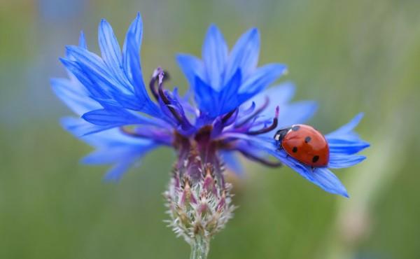 Μπλε ανοιξιάτικα λουλούδια σε γλάστρες και στον κήπο - υπέροχα είδη και συμβουλές φροντίδας μπλε πασχαλίτσα αραβοσίτου